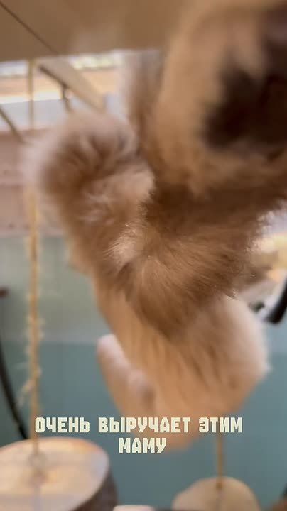 Белорукий гиббон Персей отметил свое 32-летие