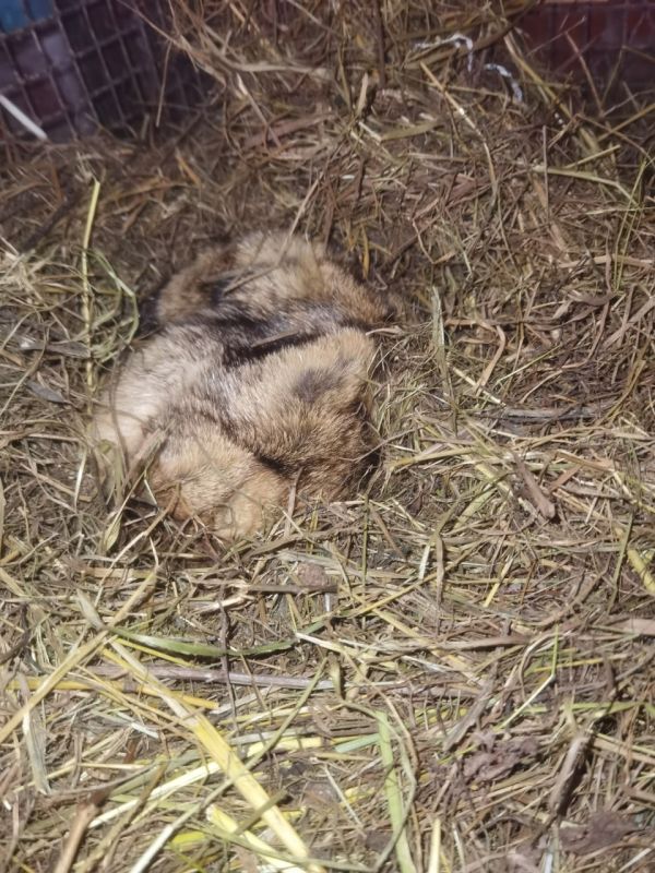 «Еще пять минуточек»: сурок Филимон из Ленобласти умудрился проспать День сурка