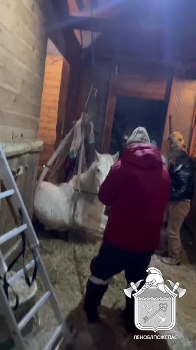 В Сертолово пожарные помогли встать на ноги лошади Радуге