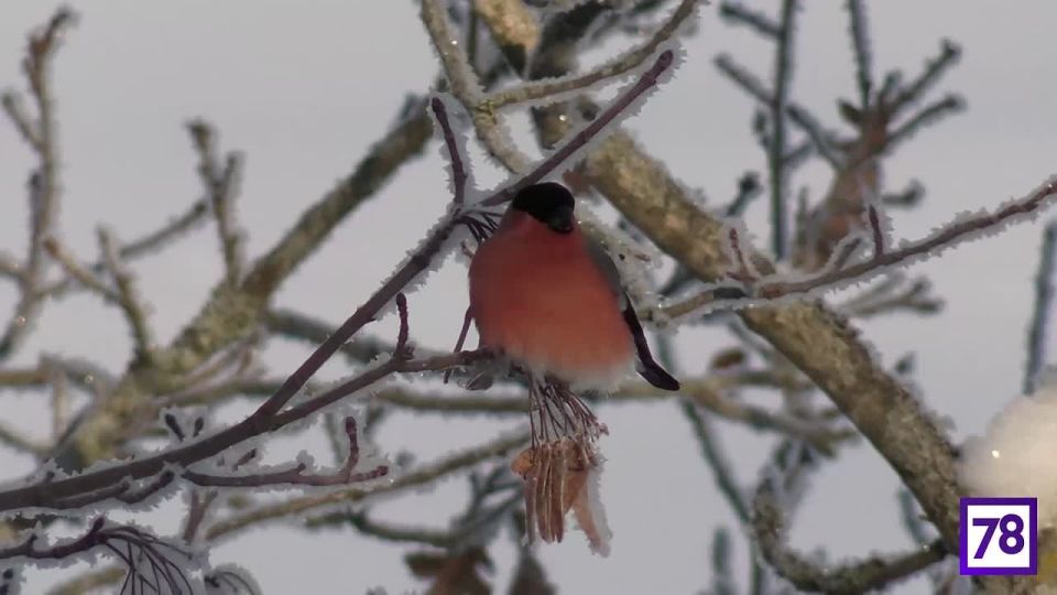 Пока мы мёрзнем, в выборгском музее-заповеднике «Парк Монрепо» вовсю позируют снегири