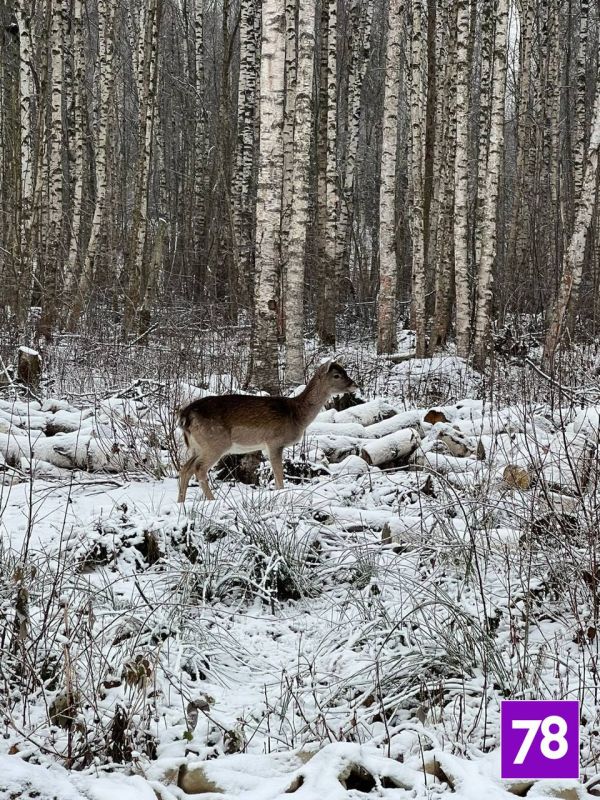 Жители Бугров просят забрать ручного «Бэмби», которого часто видят в городе