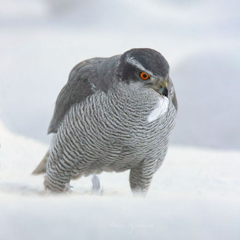 В Удельном парке Петербурга ястреб-тетеревятник покрасовался перед фотографом
