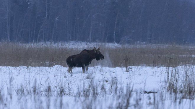 В Ленобласти запечатлели переход лосей через болото