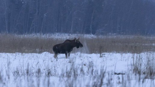 � ���������� ����������� ������� ����� ����� ������