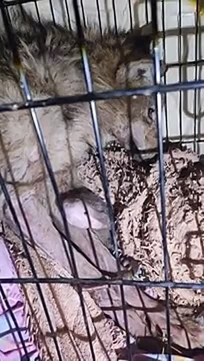 В центре «Велес» выхаживают истощенного взрослого волка