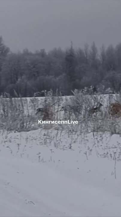 Резвых косуль заметили в Кингисеппском районе