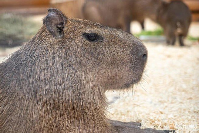 ��-�� �������� ����������� ���� �� ������� ����� �� ��� � ��������� ����� �����, � ���� � � 100�200 ����� ������ �� 2 ��������� �� �����