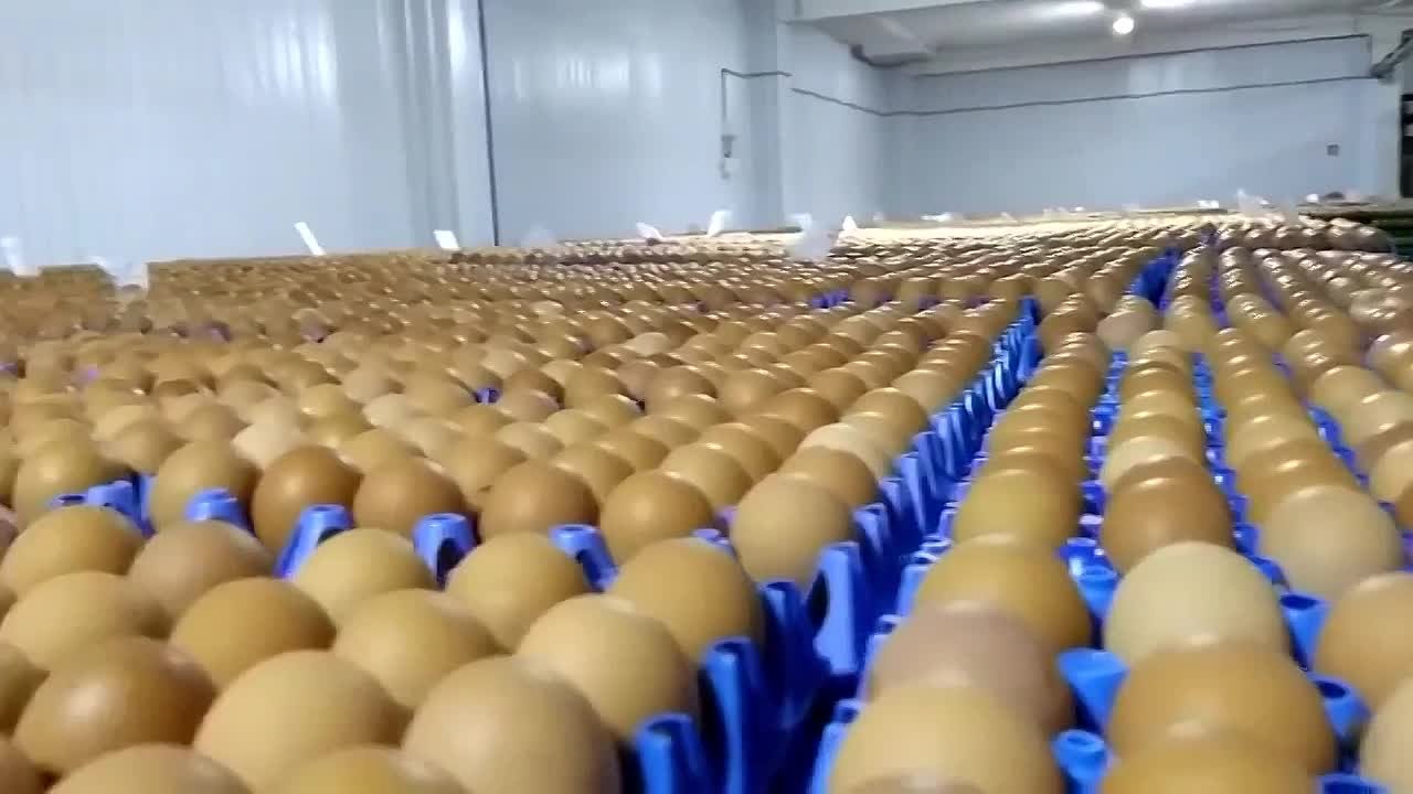 Ленобласть — первая по яйцам в России