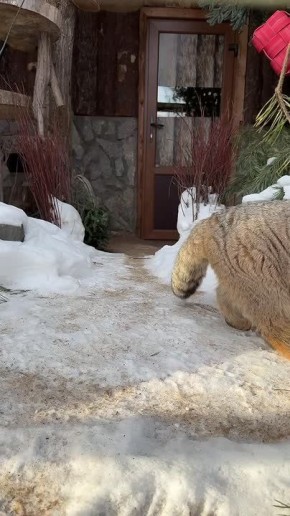 ��������� "����������" �������� ���������� �������������� ��������