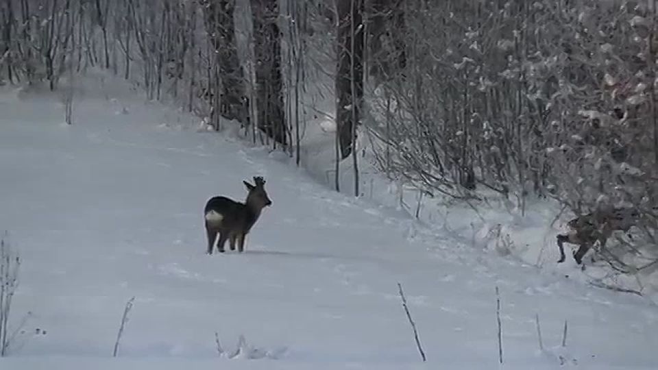 ������ ���������� ������ ���� �������