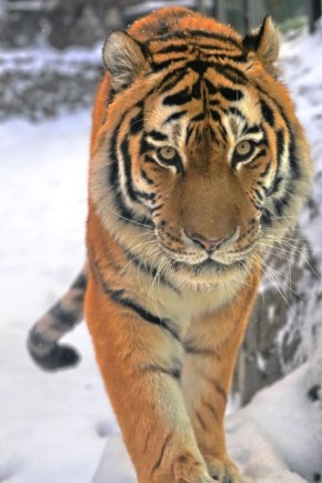 Потерял аппетит, получает уколы: стало известно, что случилось с тигром Амадеем