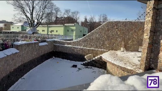А вот так сегодня гуляли в Ленинградском зоопарке — в нашем городе Масленицу отмечают не только люди