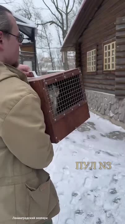 Невеста манула Шу из Ленинградского зоопарка прошла обязательный карантин - теперь ее готовят к встрече с избранником: