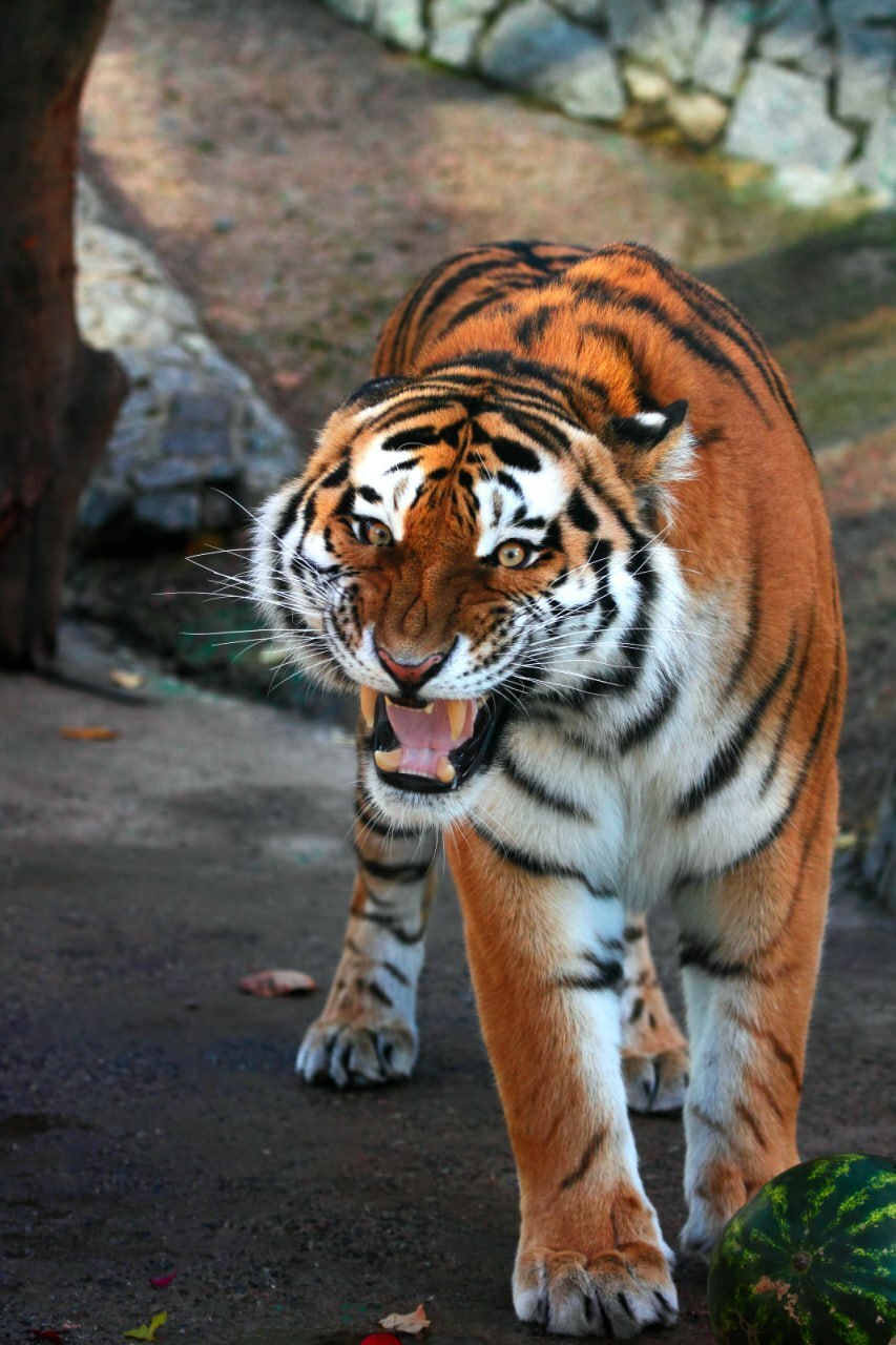 В Ленинградском зоопарке в минувшее воскресенье, 22 февраля, скончался амурский тигр Амадей В Ленинградском зоопарке в минувшее воскресенье, 22 февраля, скончался амурский тигр Амадей