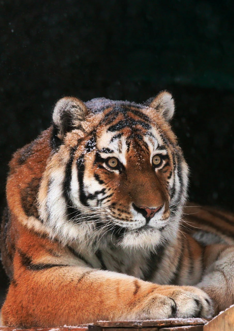 В Ленинградском зоопарке в минувшее воскресенье, 22 февраля, скончался амурский тигр Амадей В Ленинградском зоопарке в минувшее воскресенье, 22 февраля, скончался амурский тигр Амадей