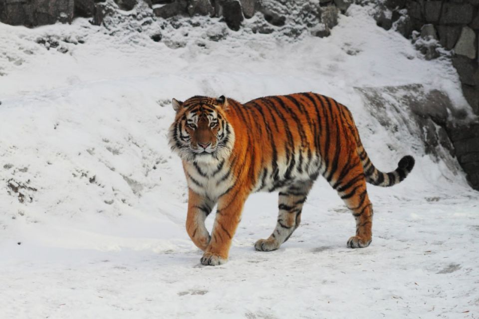 Амурский тигр Амадей из Ленинградского зоопарка умер