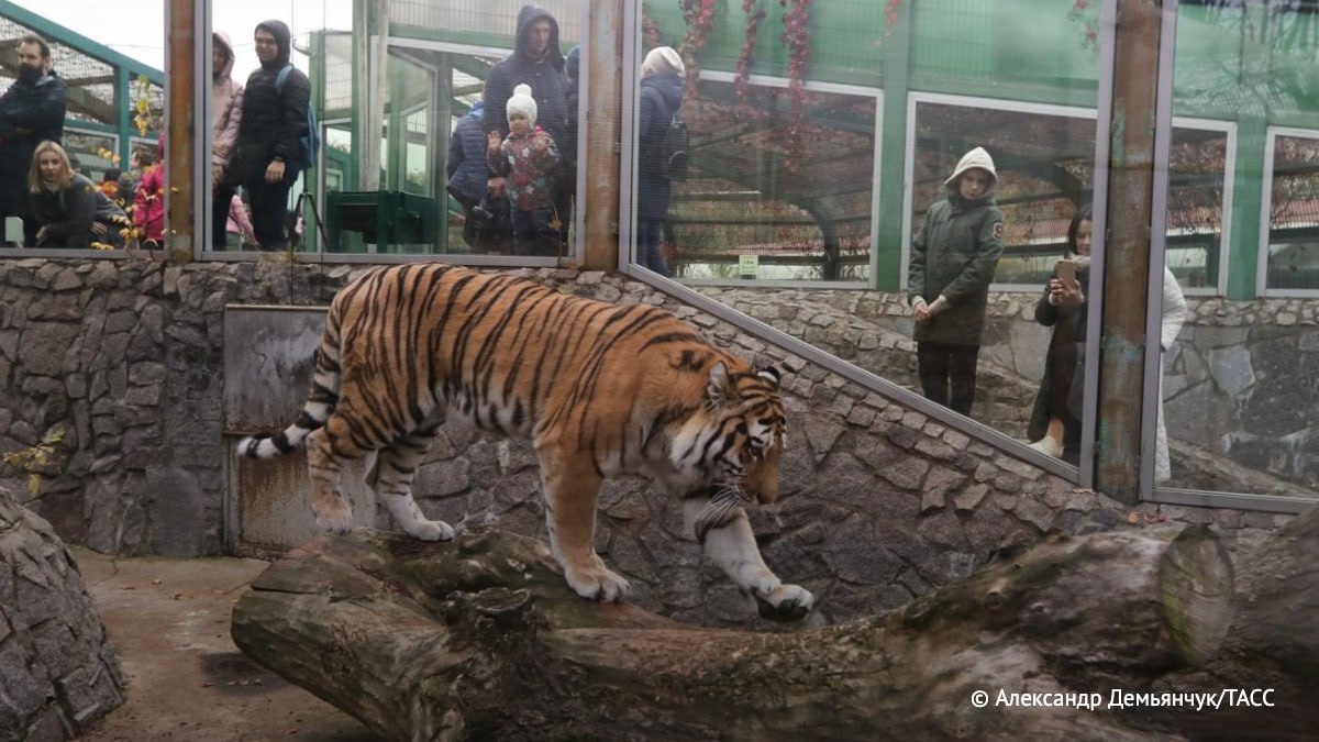 В Ленинградском зоопарке умер амурский тигр Амадей