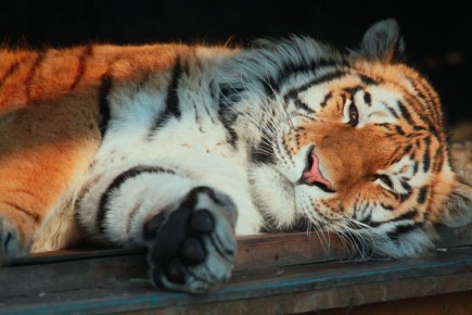 � ������������� �������� � �������� �����������, 22 �������, ��������� �������� ���� ������