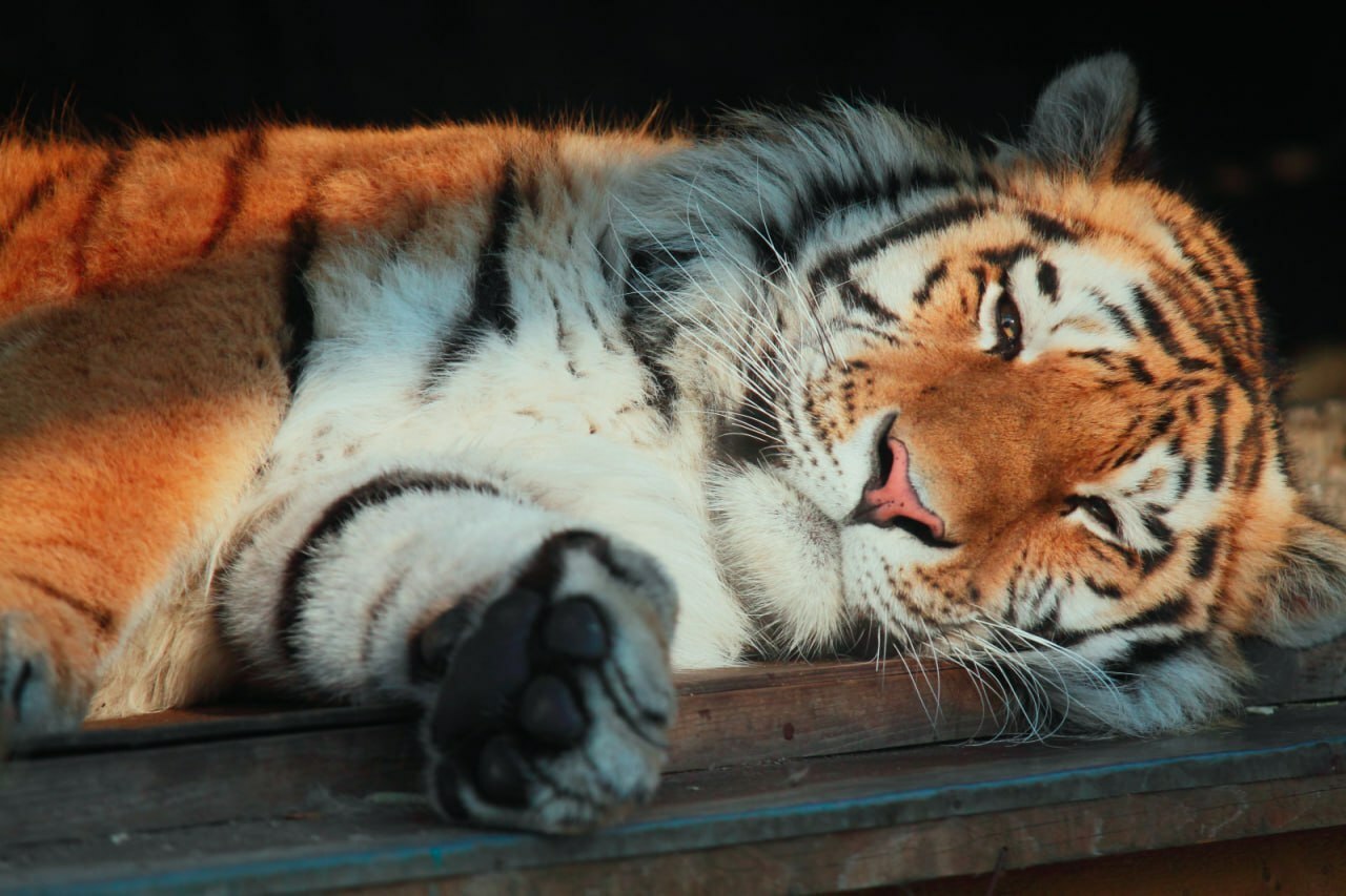 В Ленинградском зоопарке в минувшее воскресенье, 22 февраля, скончался амурский тигр Амадей