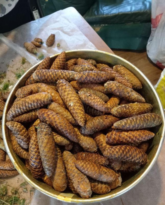 В Подпорожском лесничестве продолжается сбор шишек для весенних посадок