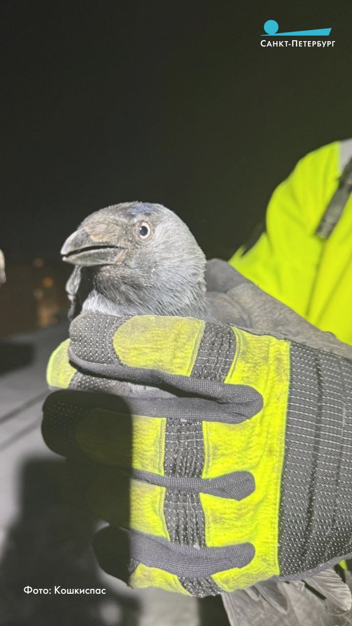 В «Кошкиспас» рассказали, как в пятницу вечером вместо чаепития спасатели отправились на поиски таинственного «шуршания» в Гатчине