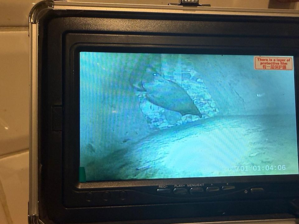 В Гатчине спасатели вызволили двух галок из вентиляционной шахты