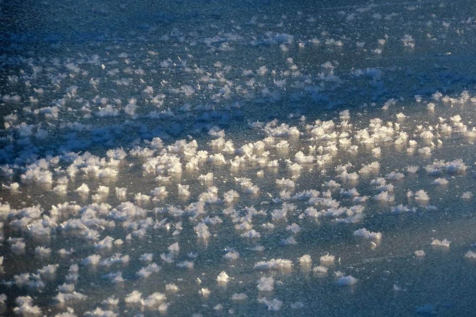 В парке Монрепо распустились ледяные цветы