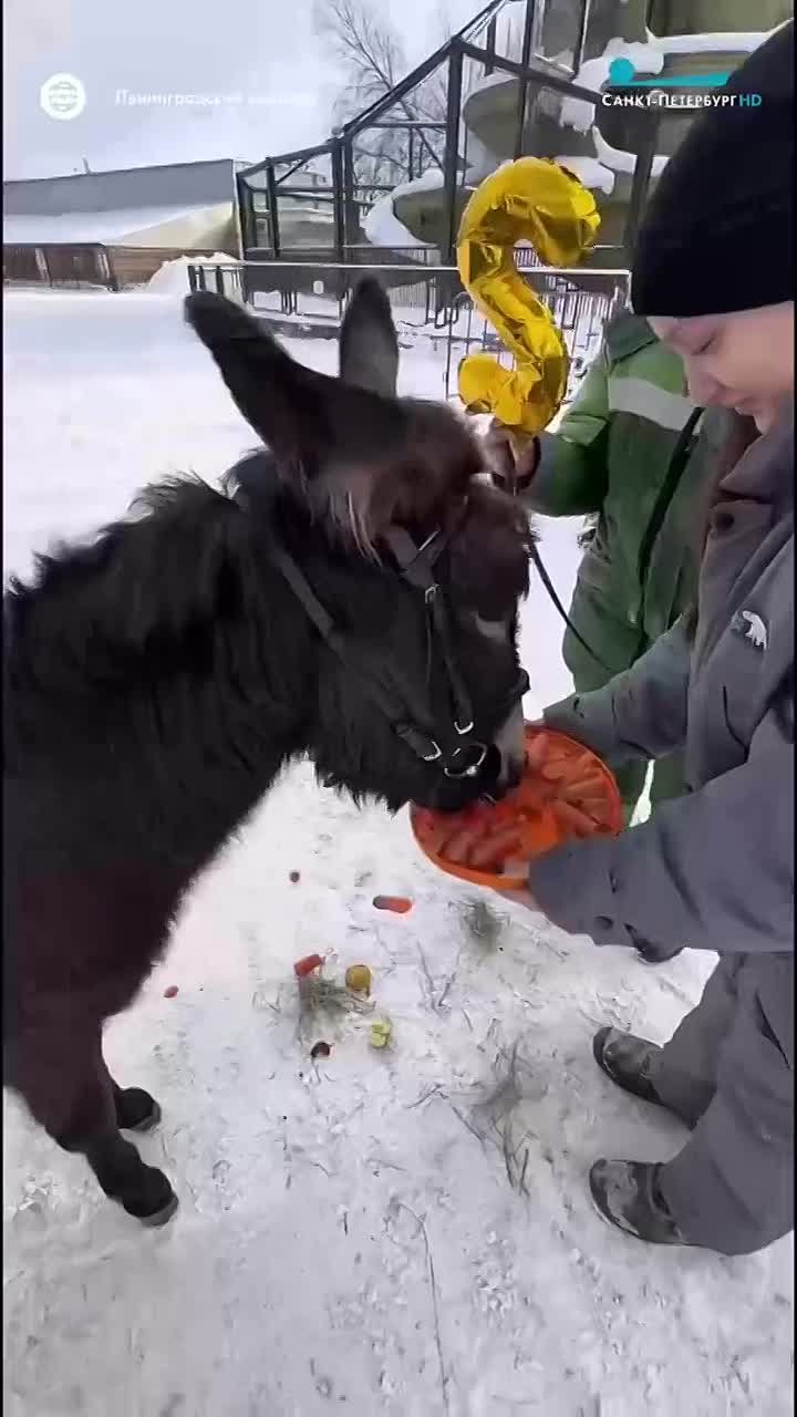В Ленинградском зоопарке праздник — ослику Бурашку исполнилось два года