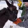 Праздничные вайбы в Ленинградском зоопарке — там все на ушах, гуляют день рождения ослика Бурашки