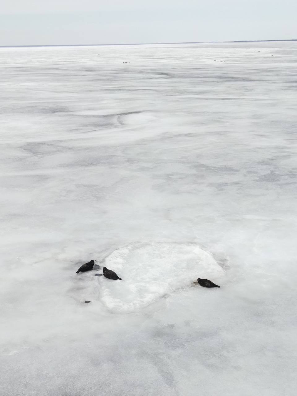 Холодная зима на страже тюленят Холодная зима на страже тюленят