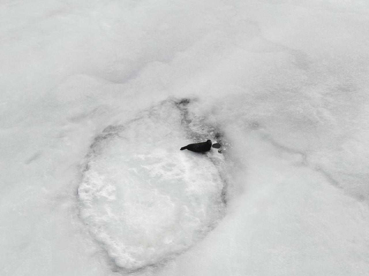 Холодная зима на страже тюленят