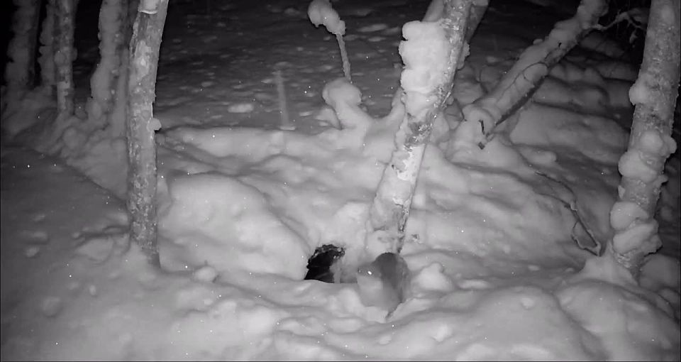 Это речная выдра вышла на ночную процедуру с обтиранием снегом в Выборгском районе