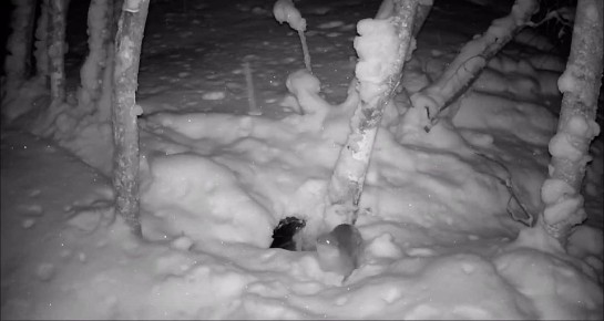 Это речная выдра вышла на ночную процедуру с обтиранием снегом в Выборгском районе