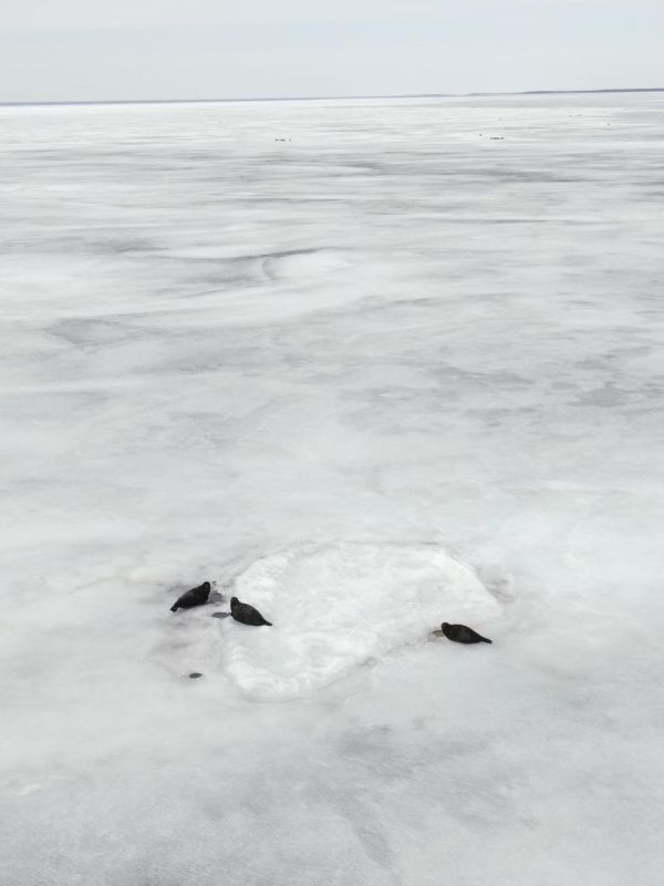 Лед на Ладоге и Финском заливе создал идеальные условия для размножения ластоногих
