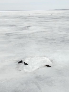 ��� �� ������ � ������� ������ ������ ��������� ������� ��� ����������� ����������