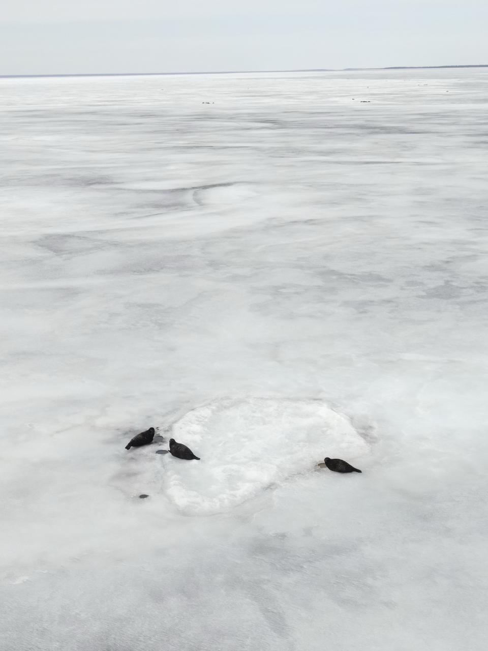 Лед на Ладоге и Финском заливе создал идеальные условия для размножения ластоногих