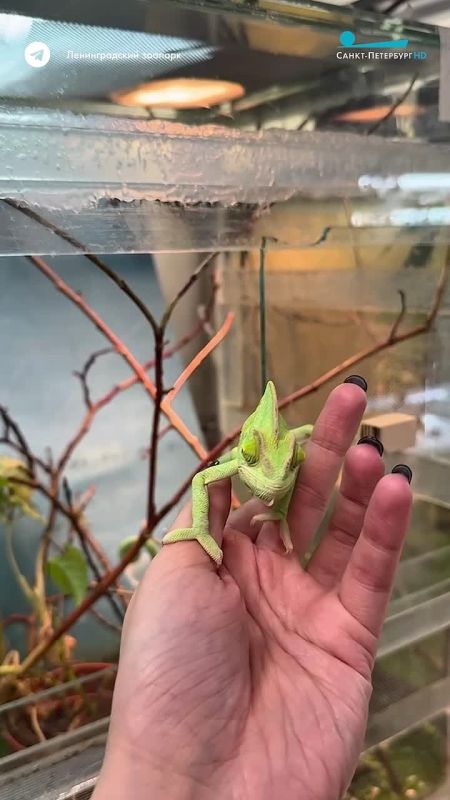 В Ленинградском зоопарке показали детёнышей йеменского хамелеона