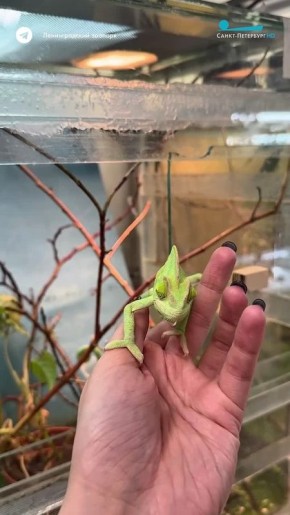 � ������������� �������� �������� �������� ���������� ���������