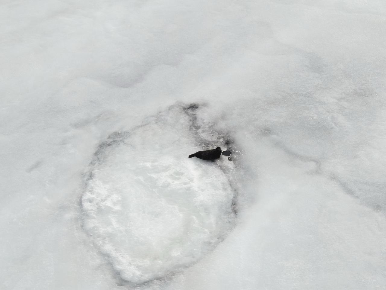 Лед на Ладоге и Финском заливе создал идеальные условия для размножения ластоногих Лед на Ладоге и Финском заливе создал идеальные условия для размножения ластоногих