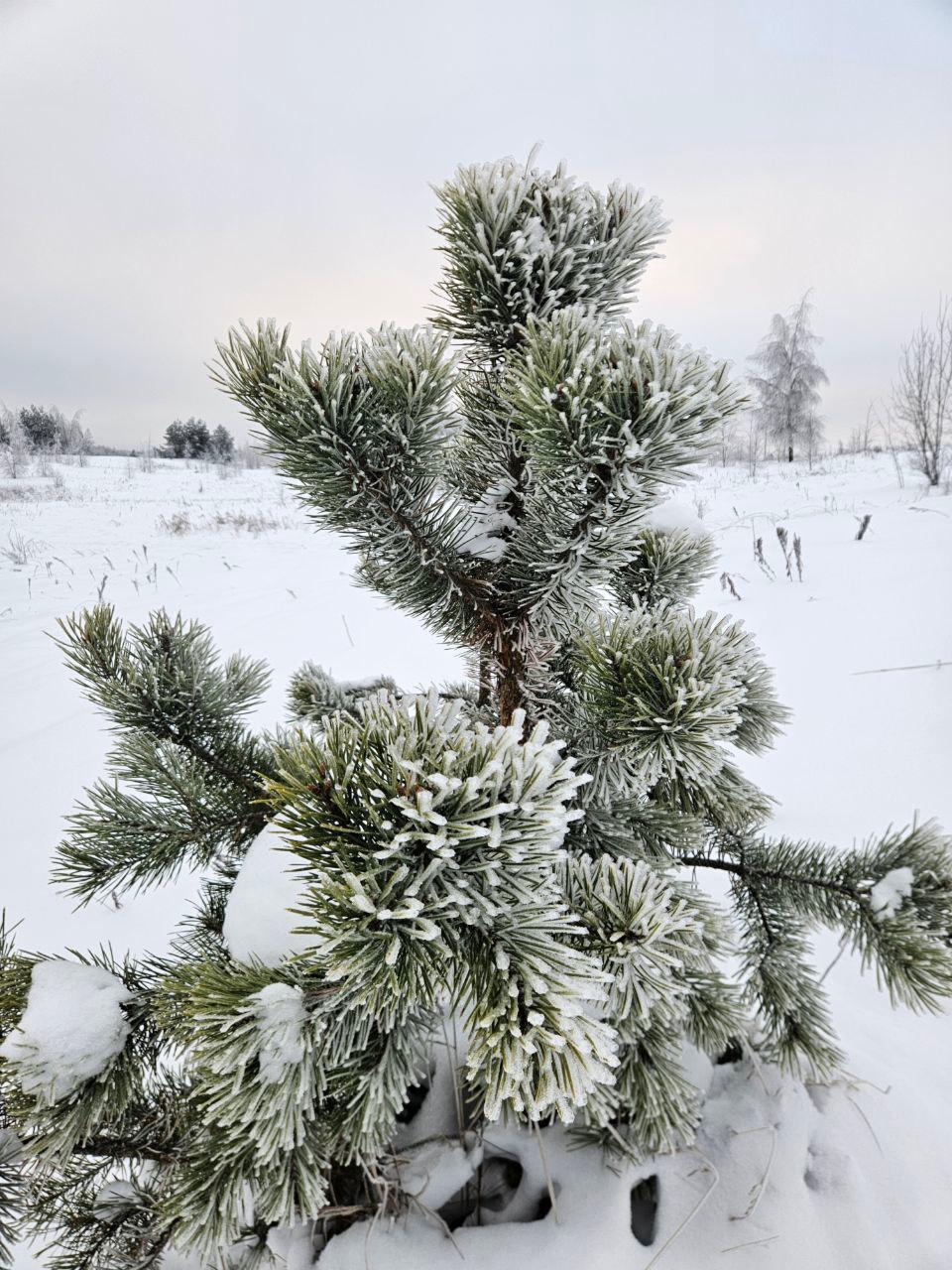 Снежно-ледяное кружево. окутало на зимние «Колтушские высоты» Снежно-ледяное кружево. окутало на зимние «Колтушские высоты»