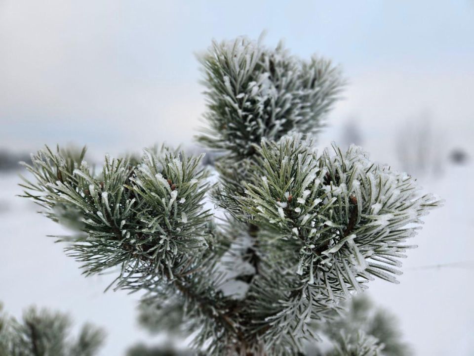 ������-������� �������. ������� �� ������ ����������� �������