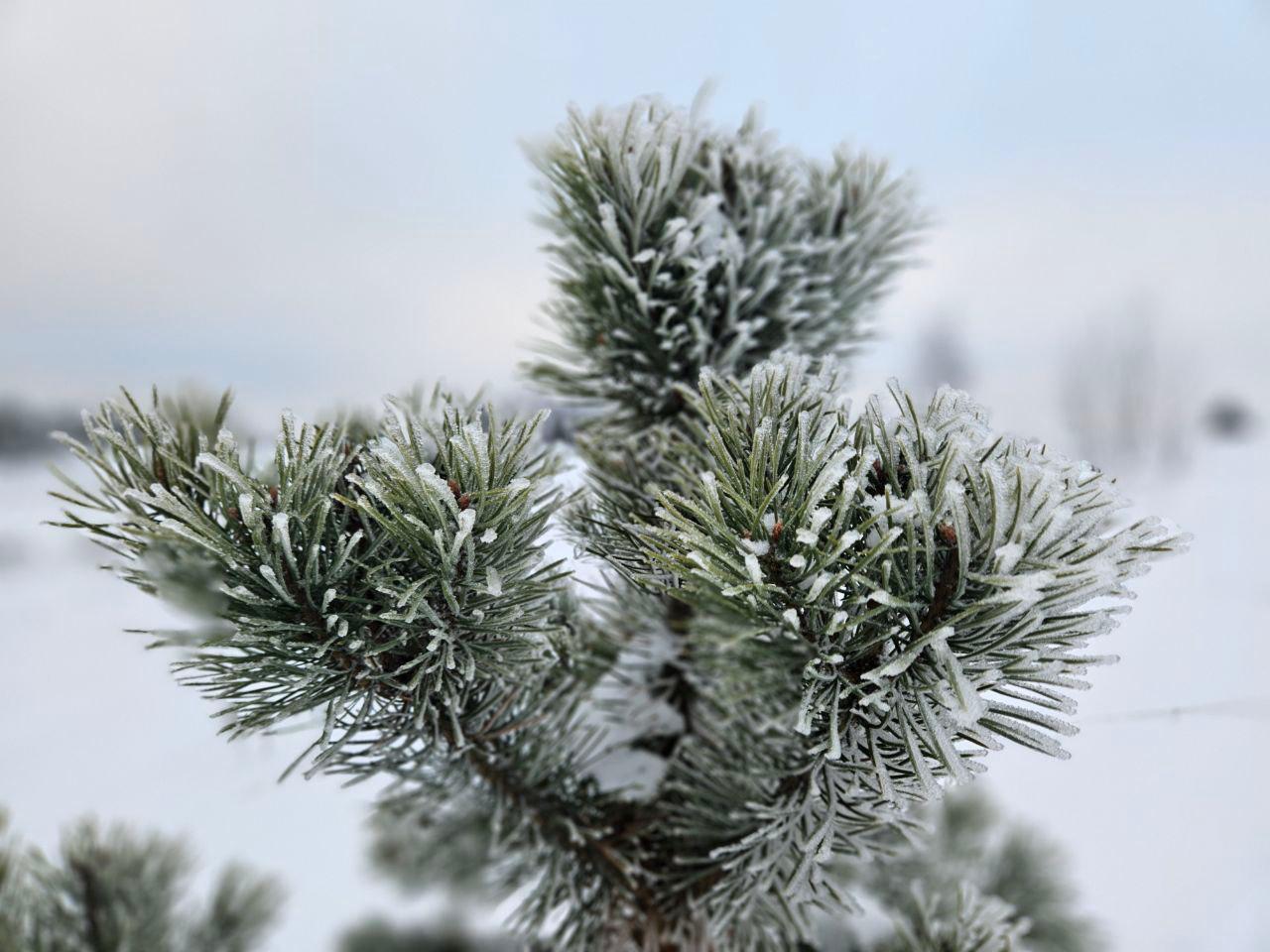 Снежно-ледяное кружево. окутало на зимние «Колтушские высоты»