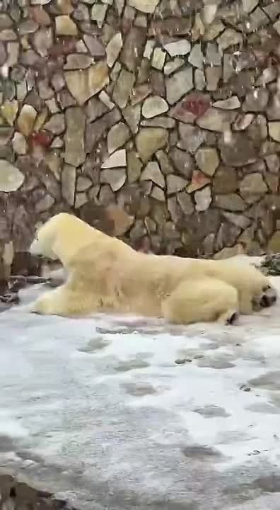 Петербургская погода в радость только белым медведям — убедились в Ленинградском зоопарке