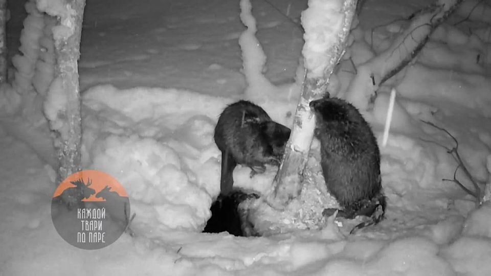 Дружную пару бобров запечатлели в Выборгском районе