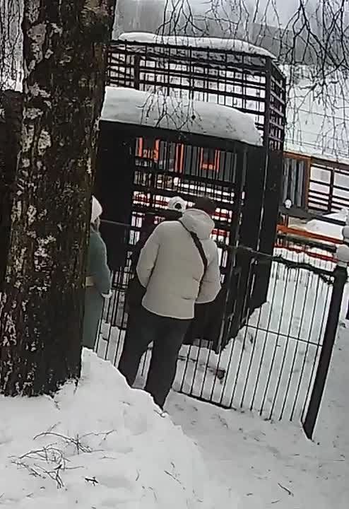 В Токсово посетители зоопарка накормили медведя опасной сгущенкой
