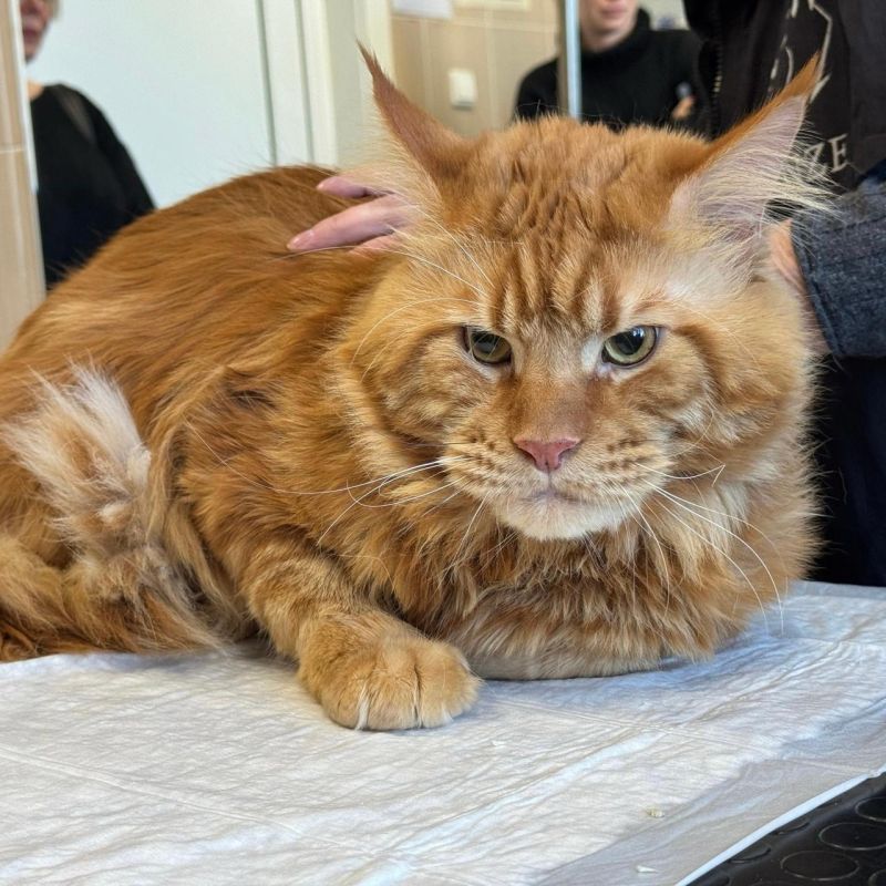 � ���������� �������� ������������ 76,5 ����� �����