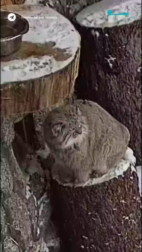 В Ленинградском зоопарке случилось важное событие — манулы Шу и Пепе наконец познакомились