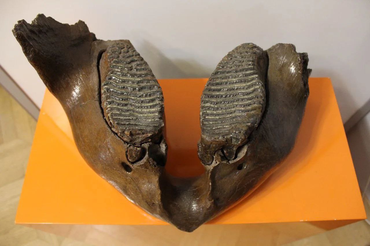 В Ленобласти системно обновляют музейные фонды, а также бережно сохраняют вековую историю региона В Ленобласти системно обновляют музейные фонды, а также бережно сохраняют вековую историю региона