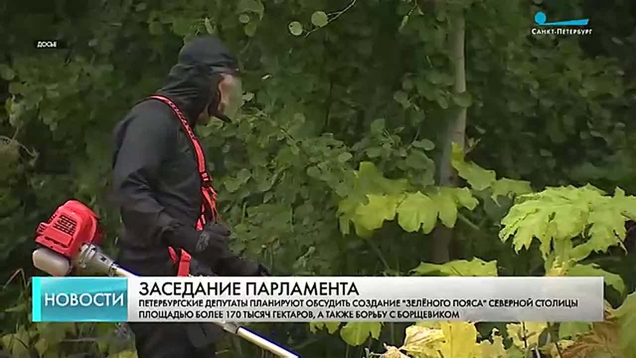 В Петербурге хотят усилить борьбу с борщевиком и другими опасными растениями