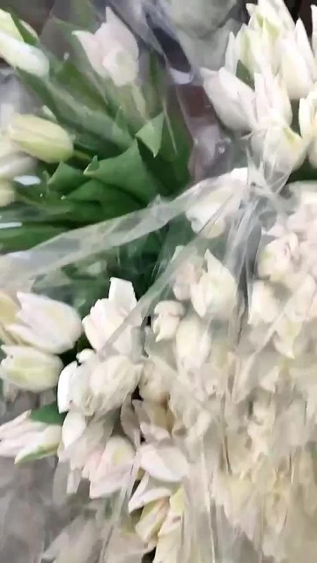 Оранжевая принцесса, Белый принц, фокстрот, камила, а также любимец женщин — стронг голд — тепличные комплексы Ленобласти отгружают потребителям свежую срезку тюльпанов